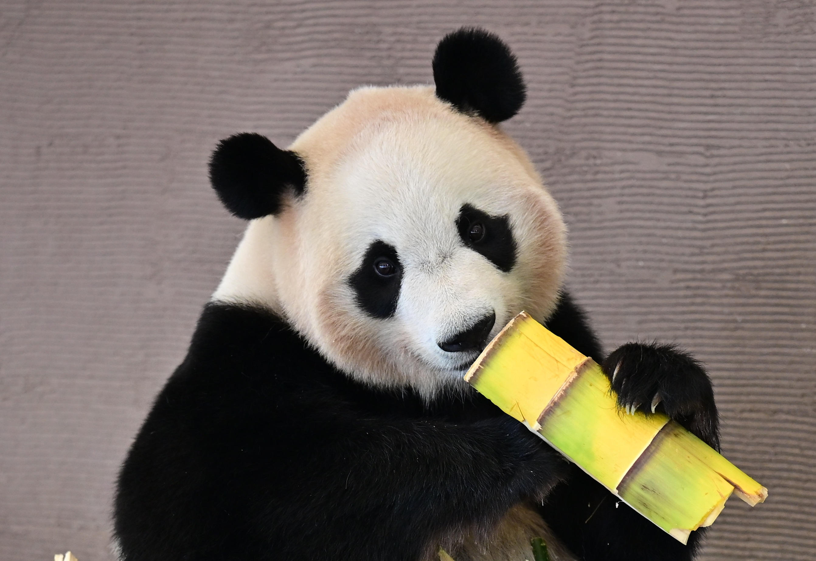 ご好評につき「パンダダイアリー 2000ｰ2025」を再販します！クリア