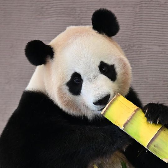 ムック本「パンダダイアリー」