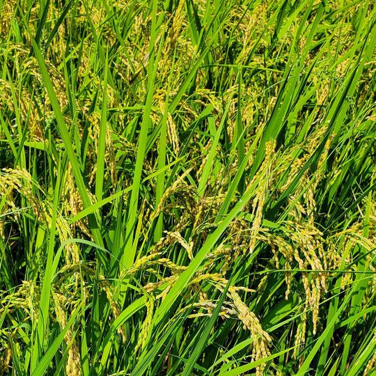 【連合加盟 No.38】鳥取県智頭町『コウノトリが舞い降りる水田が育んだ新米 10kg』