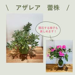 アザレア　プランツボール（Mサイズ）