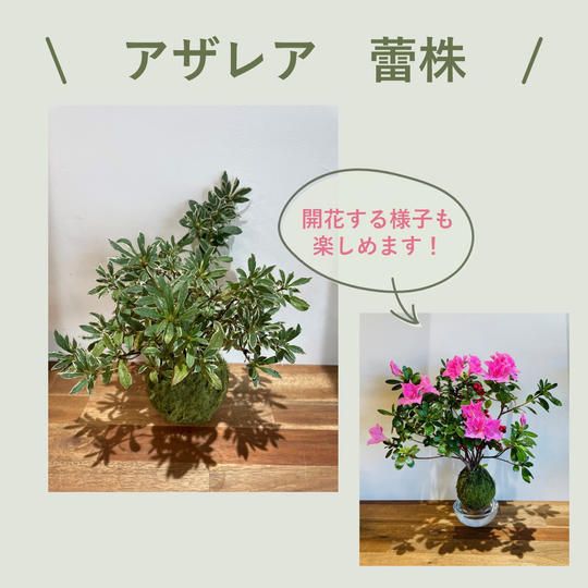 アザレア　プランツボール（Mサイズ）