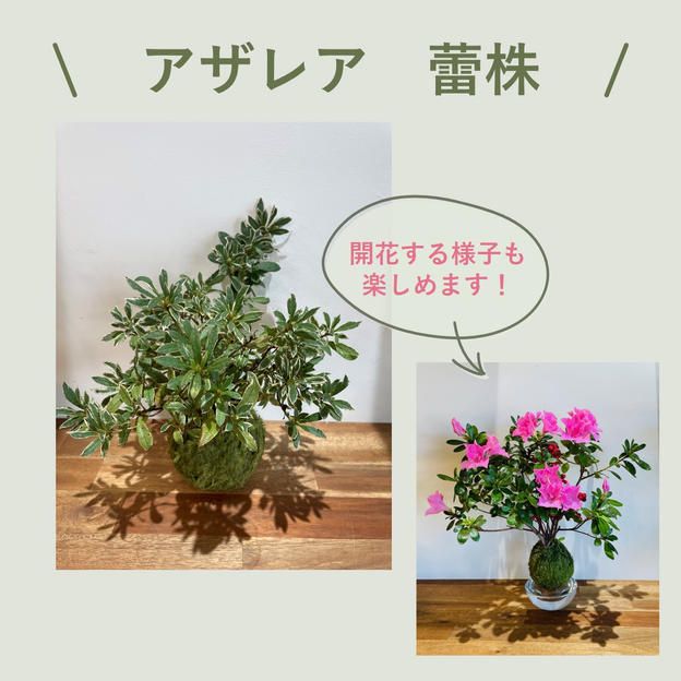 アザレア　プランツボール（Mサイズ）