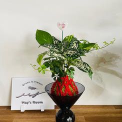 【クリスマス仕様！】プランツボールS