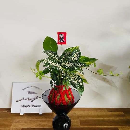 【お正月仕様！】プランツボールS