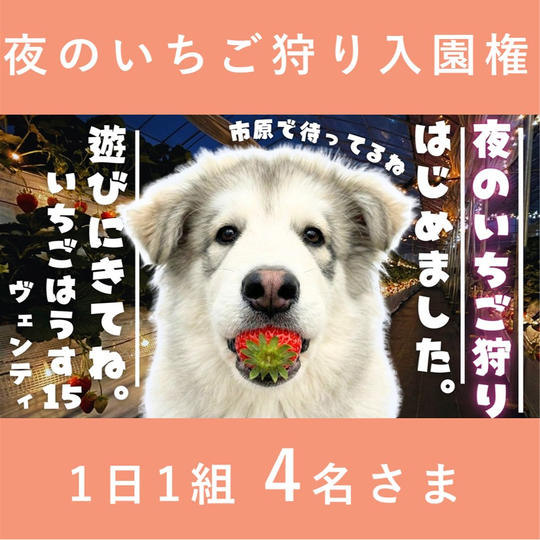 夜のいちご狩り入園権 ４名さま