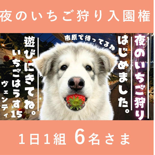 夜のいちご狩り入園権 6名さま