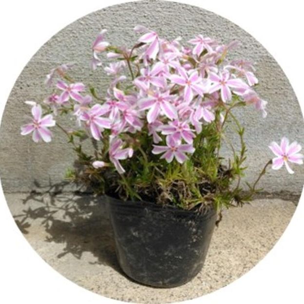 シバザクラ 5ポット（画像はイメージです）