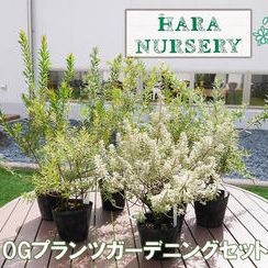 オープンガーデンプランツ 5ポット（画像はイメージです）