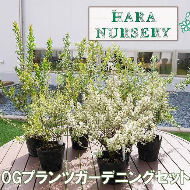 オープンガーデンプランツ 5ポット（画像はイメージです）