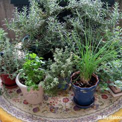 ハーブ 3種セット（画像はイメージです）