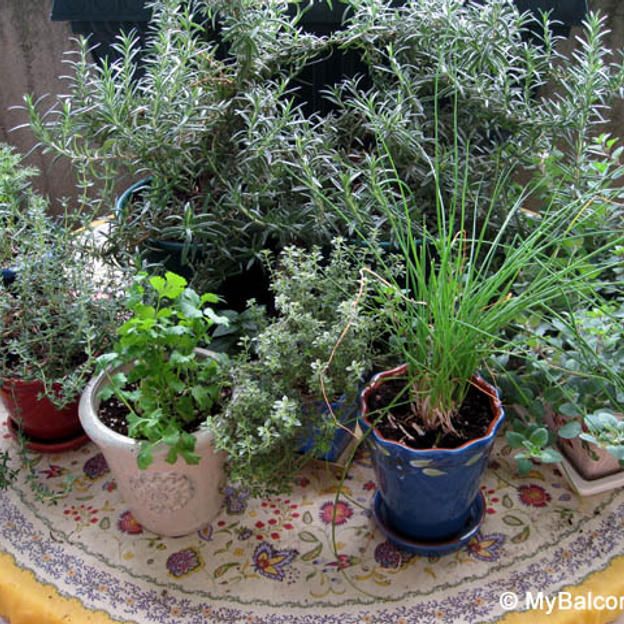 ハーブ 3種セット（画像はイメージです）