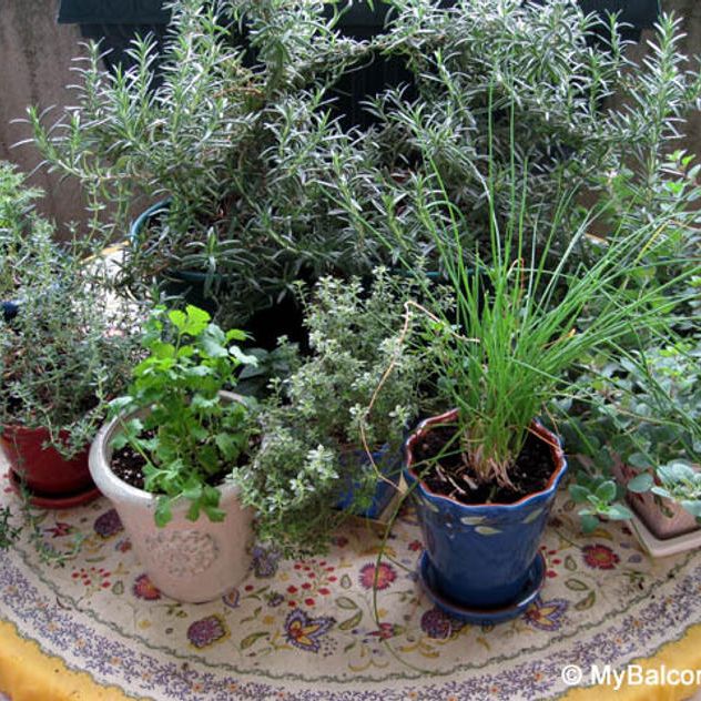 ハーブ 3種セット（画像はイメージです）