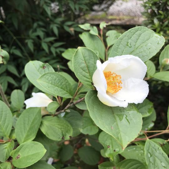 【限定１組（１組４名まで）】「貴人の間」に御招待②(2026年６月８日13:00～)