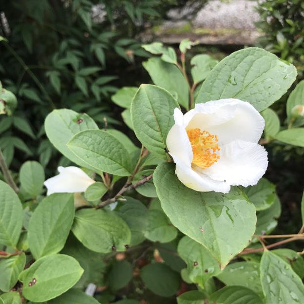 【限定１組（１組４名まで）】「貴人の間」に御招待②(2026年６月８日13:00～)