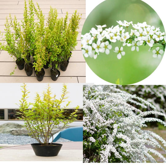 ユキヤナギ 5本セット（画像はイメージです）