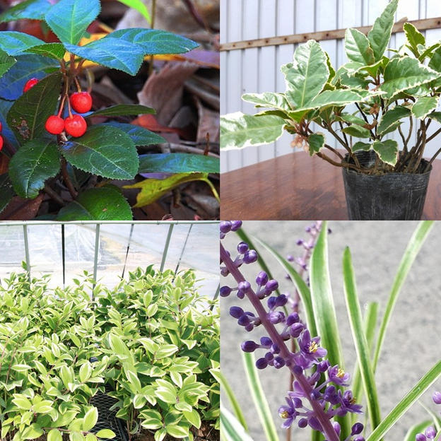 ガーデンセット 3ポット（画像はイメージです）