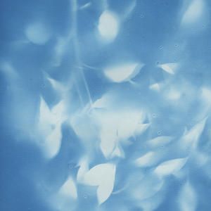 『11:02 8/9 2025 -呼吸する影 被爆樹木クスノキ- 』（A3サイズ）