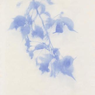 『桜風図-別所沼公園-』（A3サイズ）