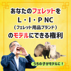 あなたのフェレットをフェレット用品ブランドL･I･Pのモデルにします！