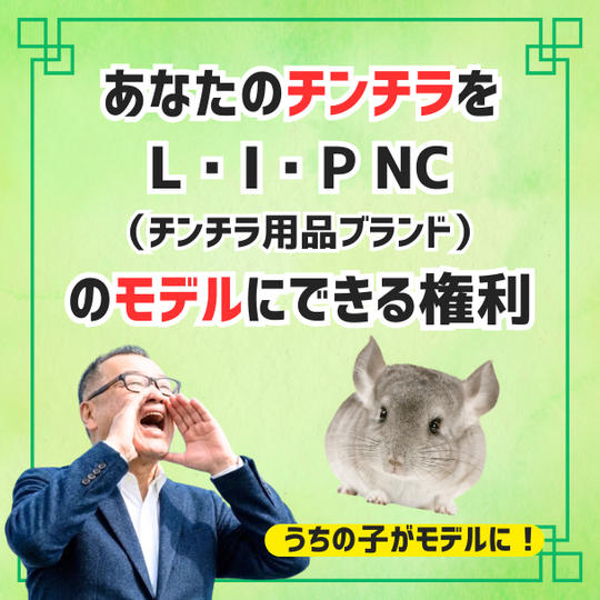 あなたのチンチラをチンチラ用品ブランドL･I･Pのモデルにします！