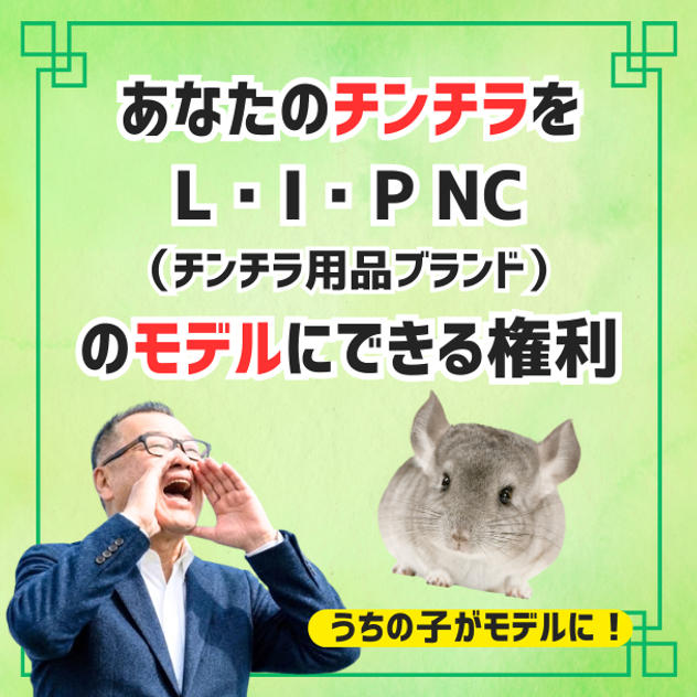 あなたのチンチラをチンチラ用品ブランドL･I･Pのモデルにします！