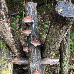 お気持ちの支援　3,000円