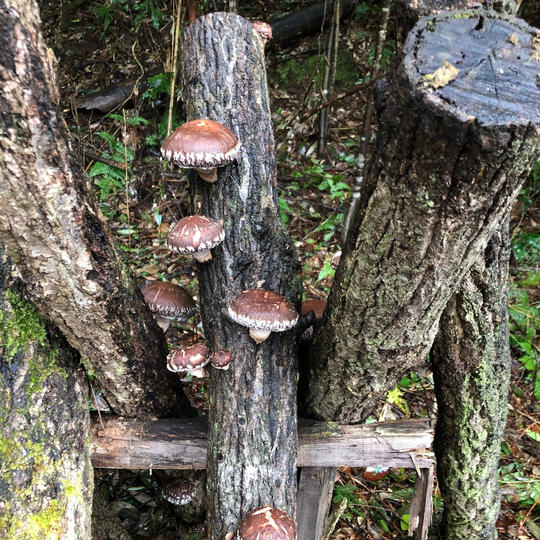 お気持ちの支援　3,000円