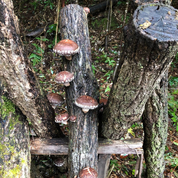 お気持ちの支援　3,000円