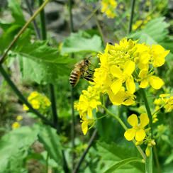 お気持ちの支援　50,000円