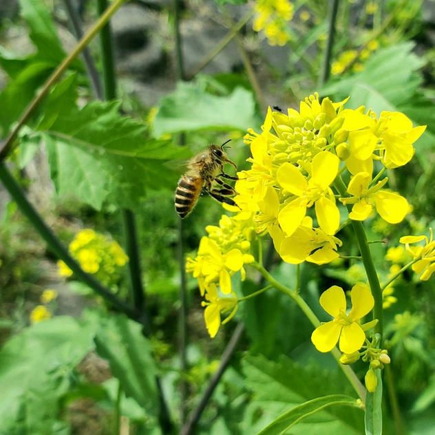 お気持ちの支援　50,000円