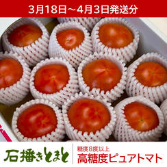 【３月18日～４月３日発送】高糖度ピュアトマト単品