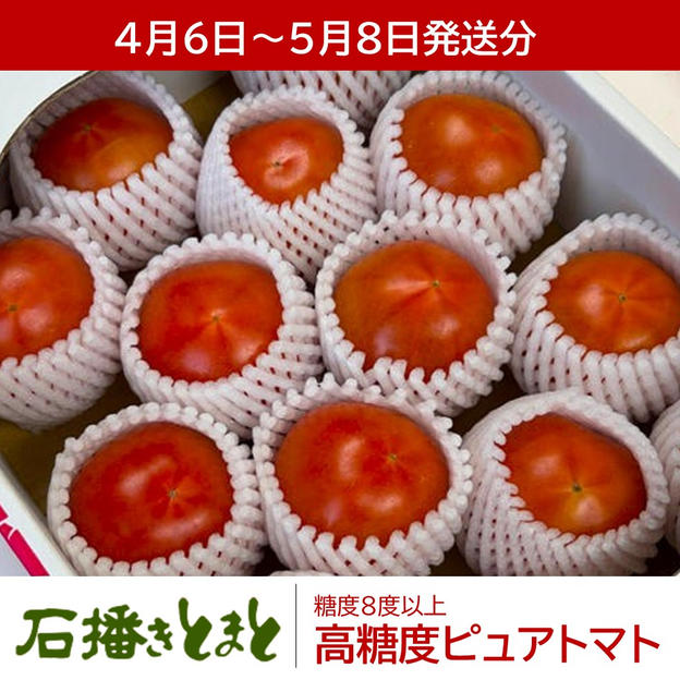 【４月６日～５月８日発送】高糖度ピュアトマト単品