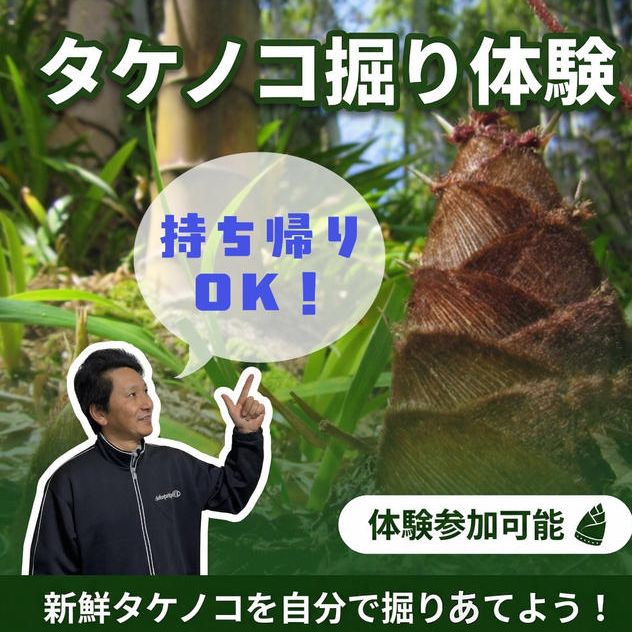 タケノコ掘り体験