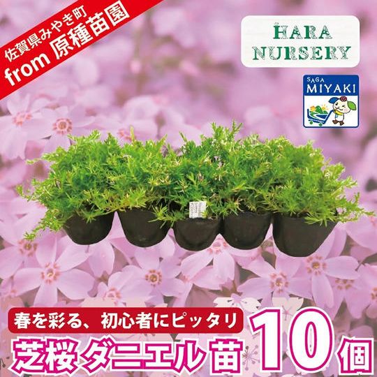 シバザクラ　ダニエル10個 （定価より25％OFF）