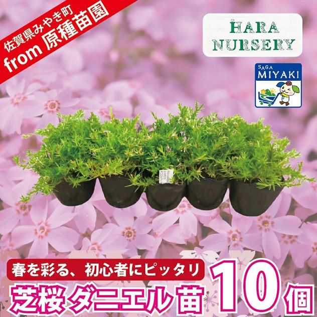 シバザクラ　ダニエル10個 （定価より25％OFF）