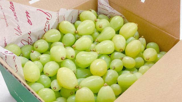 リピート特典あり】「シャインマスカット18」バラ1kg【冷蔵送料含む