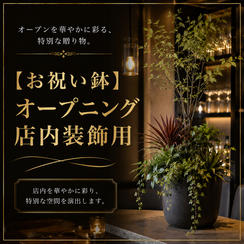 【お祝い鉢】オープニング店内装飾用
