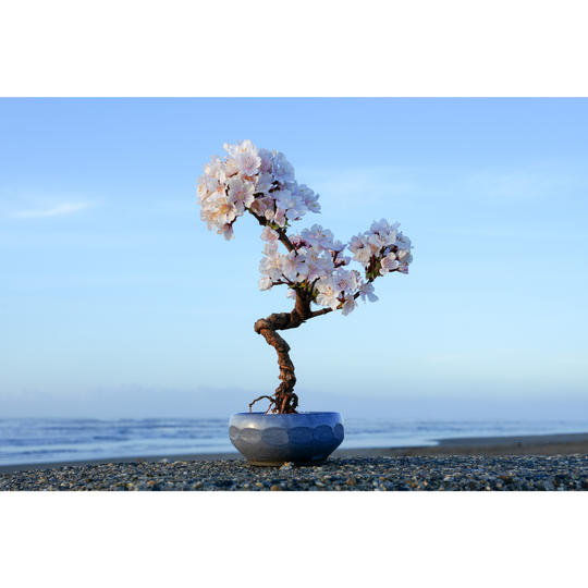 ドライ盆栽®桜「美麗」