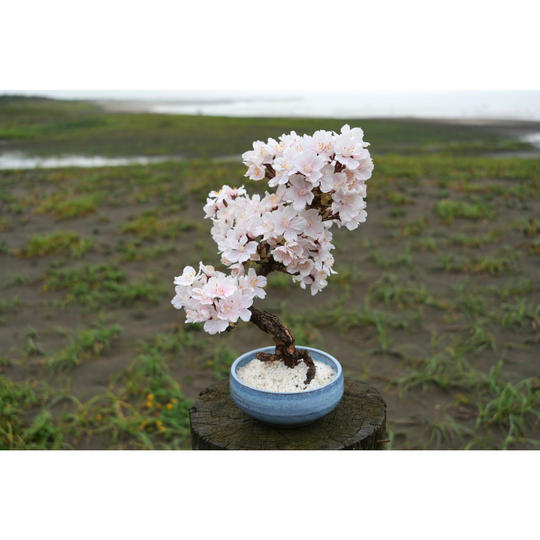 ドライ盆栽®桜「お花見Ⅱ」