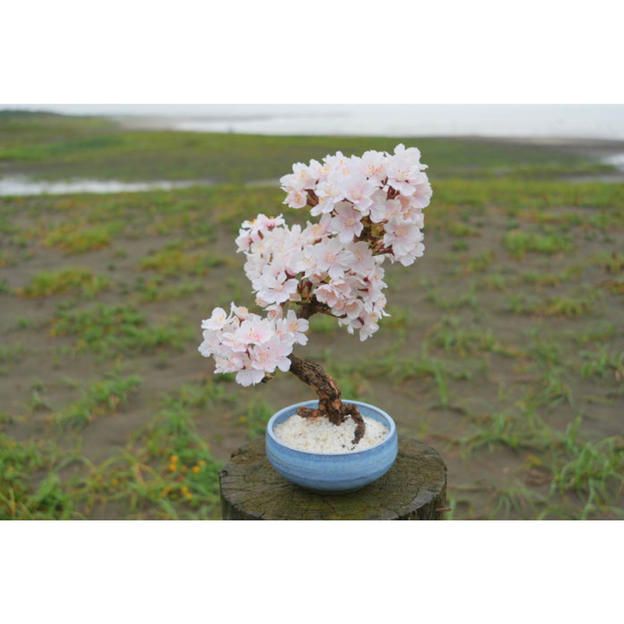 ドライ盆栽®桜「お花見Ⅱ」