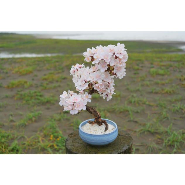 ドライ盆栽®桜「お花見Ⅱ」