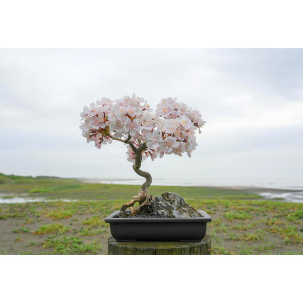 ドライ盆栽®桜の庭