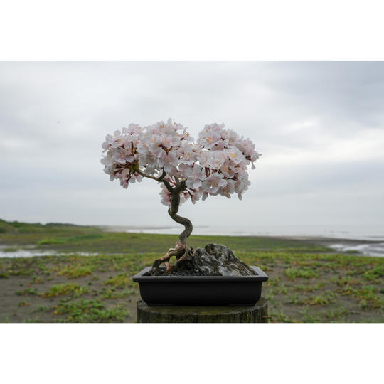 ドライ盆栽®桜の庭
