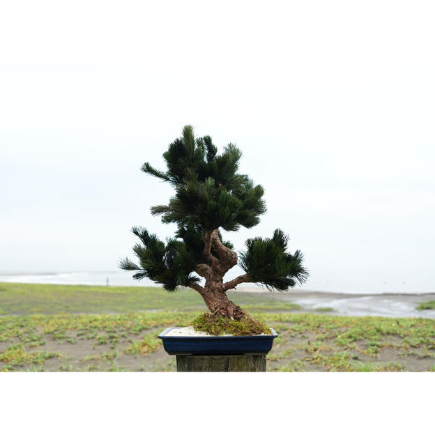 ドライ盆栽®碧風Ⅲ