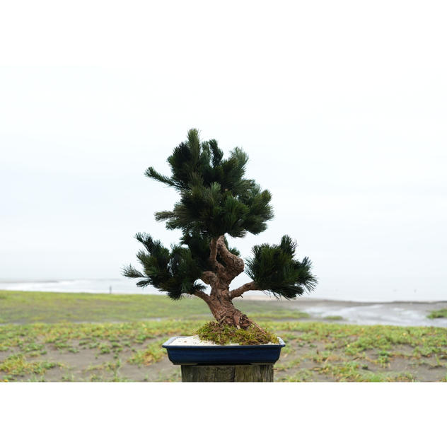 ドライ盆栽®碧風Ⅲ