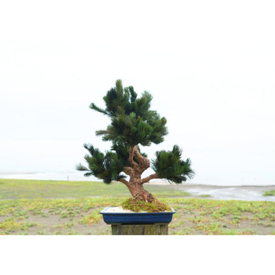 ドライ盆栽®碧風Ⅲ