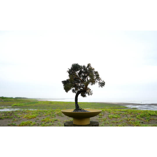 ドライ盆栽®緑響