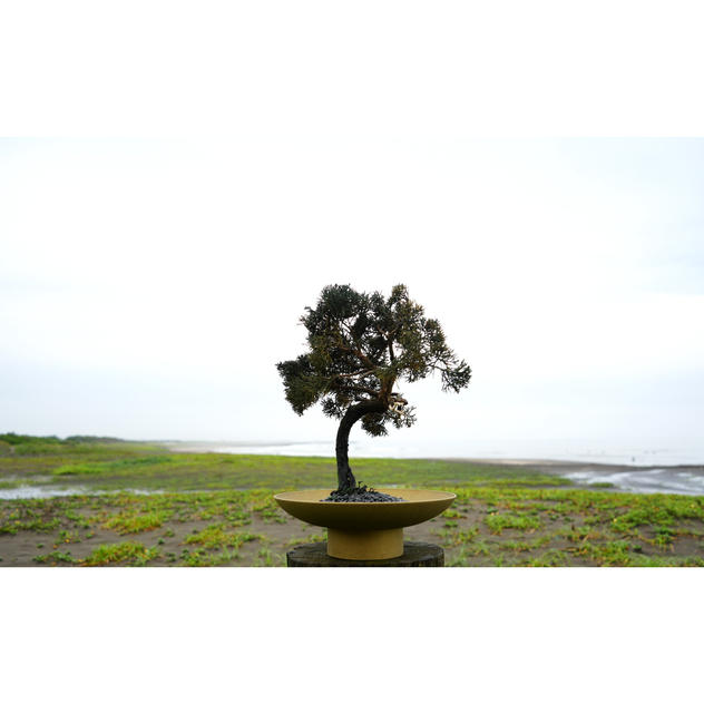 ドライ盆栽®緑響