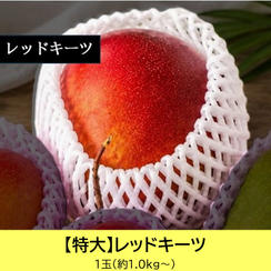 【特大サイズ】レッドキーツ