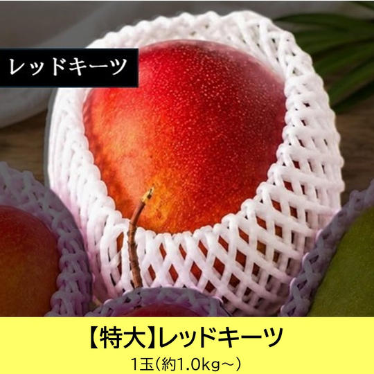 【特大サイズ】レッドキーツ